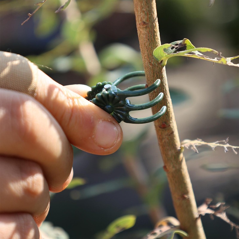مشابك دعم النباتات الصغيرة بال - مراجعة Gardening Tools For Vines وسعره