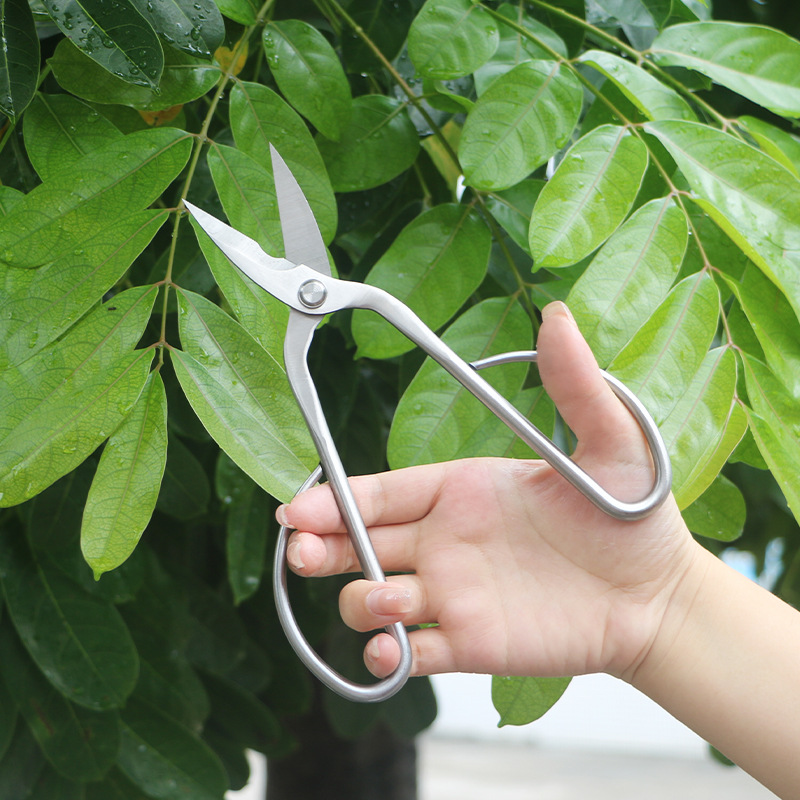 مقصات حديقة من الفولاذ بالكامل - مراجعة Bonsai Tool Set وسعره