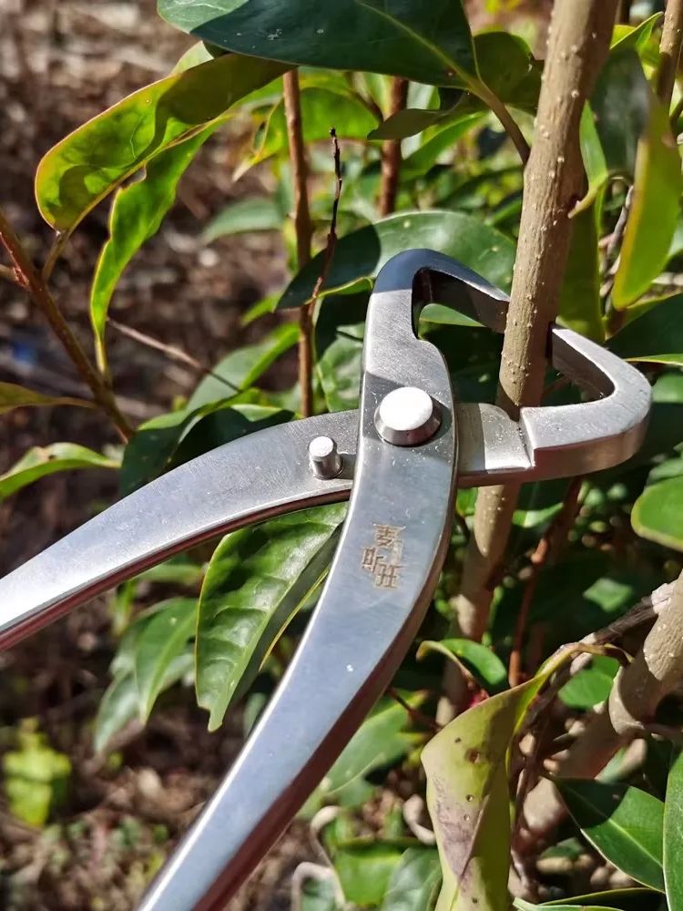 مجموعة أدوات بونساي احترافية،  - مراجعة Bonsai Tool Set وسعره