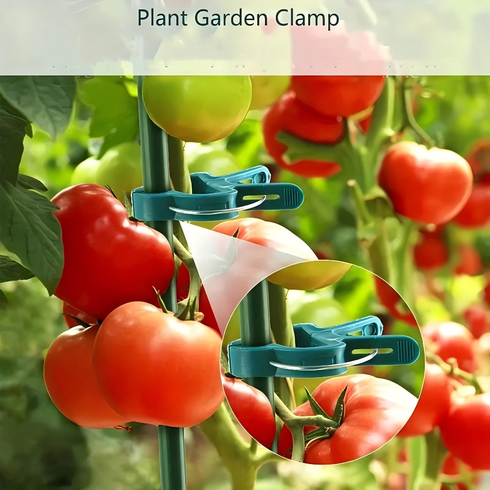 10/30/50 قطعة من مشابك النباتا - مراجعة Gardening Tools For Vines وسعره