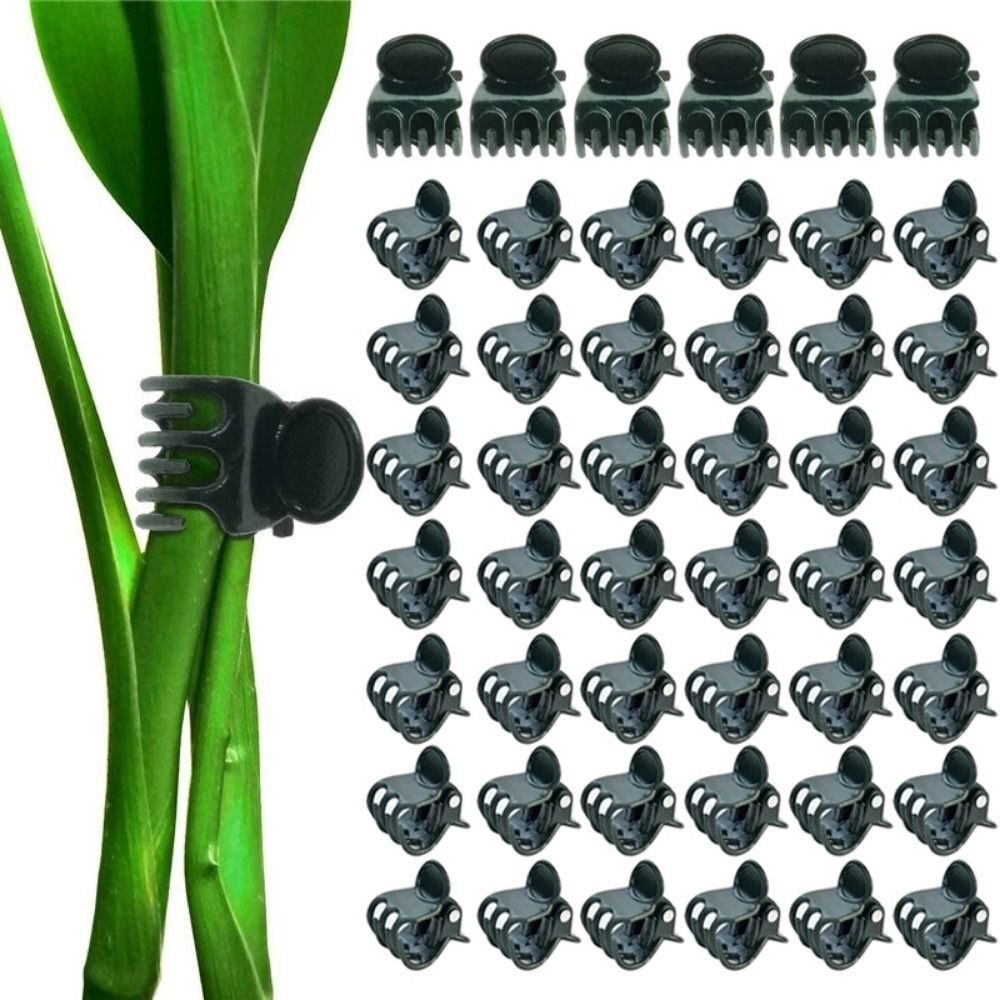 مشابك الأوركيد البلاستيكية لتط - مراجعة Gardening Tools For Vines وسعره