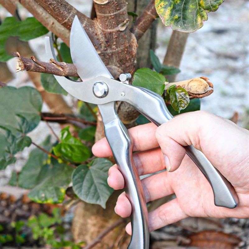 مقص تقليم احترافي مصنوع بالكام - مراجعة Bonsai Tool Set وسعره