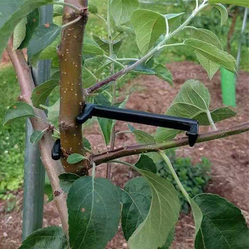 10-30 قطعة مقاطع شجرة الفاكهة  - مراجعة Gardening Tools For Vines وسعره