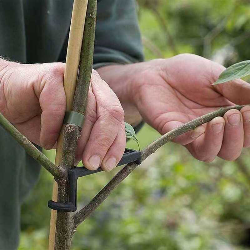 10-30 قطعة مقاطع شجرة الفاكهة  - مراجعة Gardening Tools For Vines وسعره