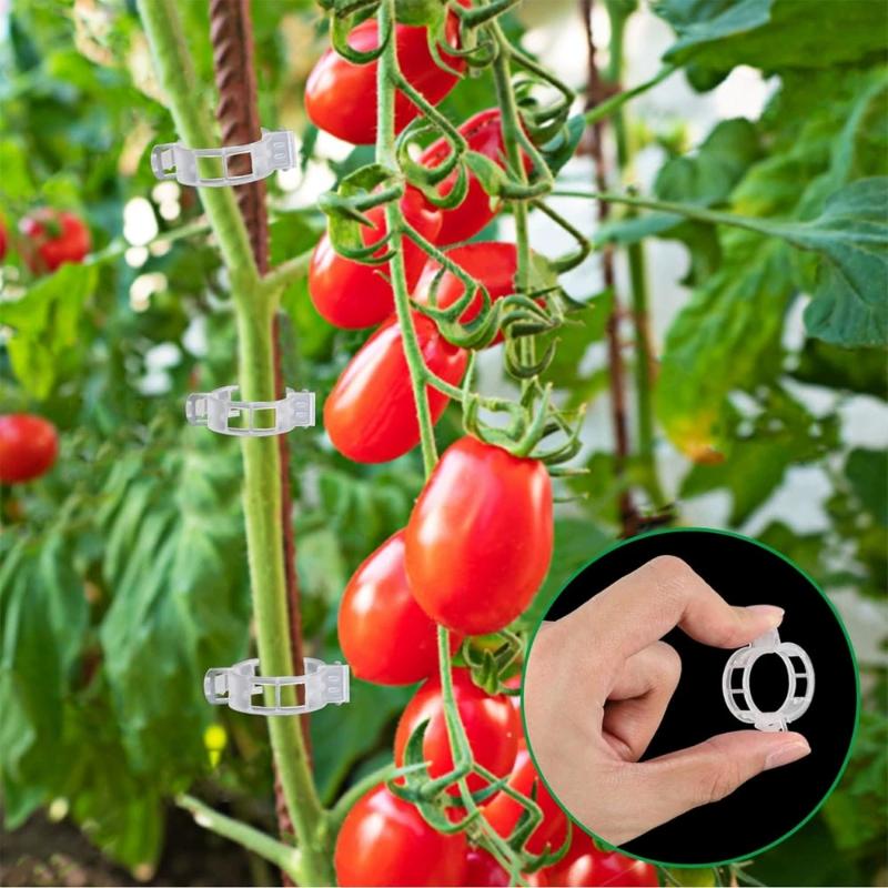 100 قطعة من دعامات نباتات التس - مراجعة Gardening Tools For Vines وسعره